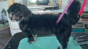 Shi Tzu Marley